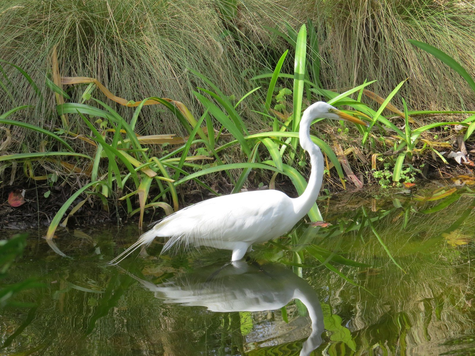 Great White Heron