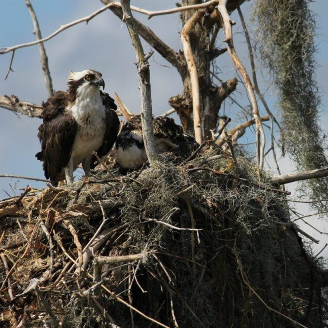 Mama And Baby Osprey