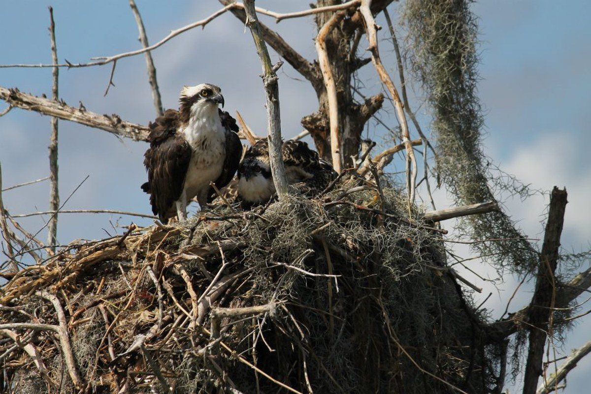 Mama And Baby Osprey