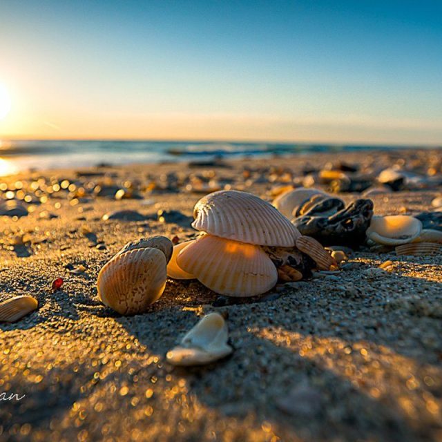 Shell Sunrise - Vero Beach