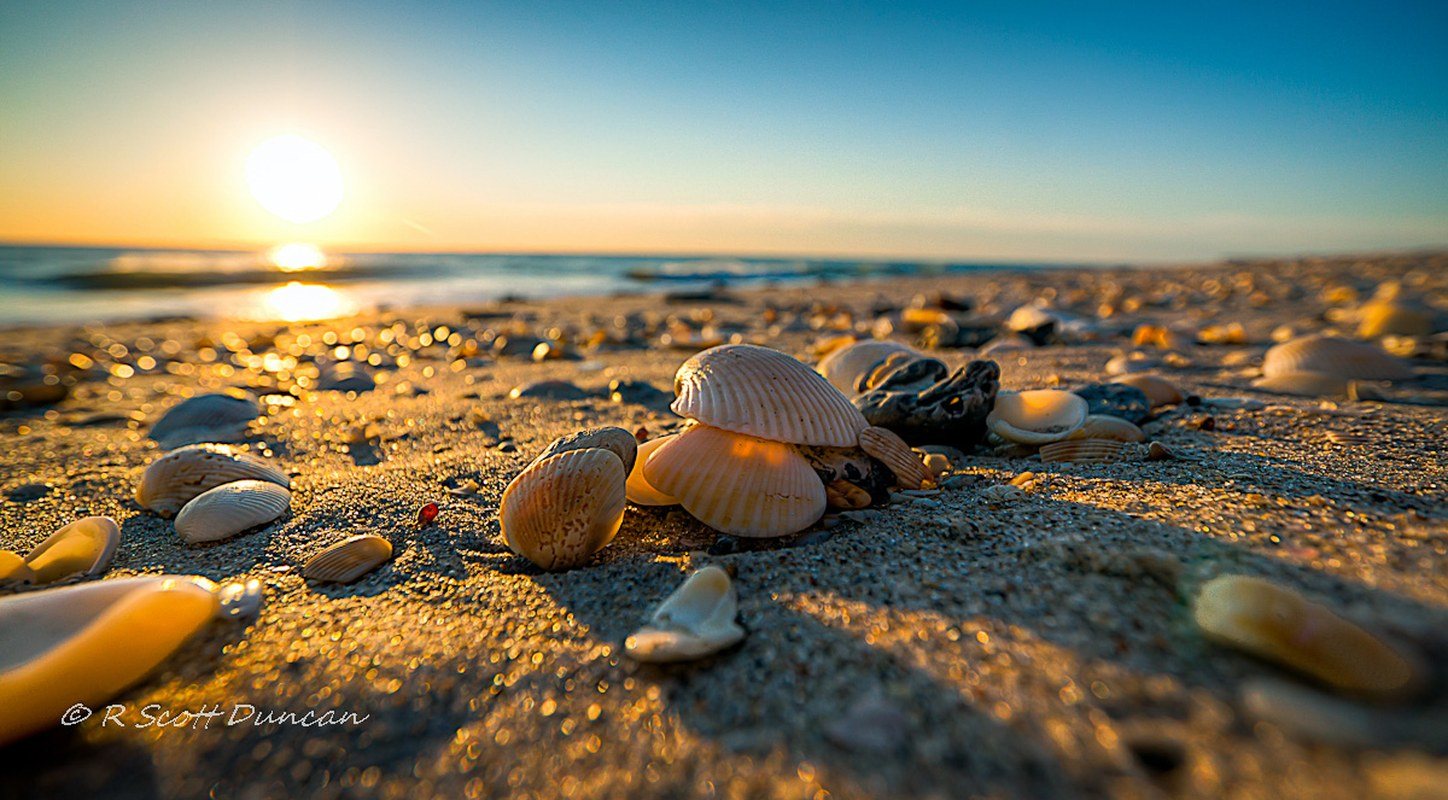 Shell Sunrise - Vero Beach