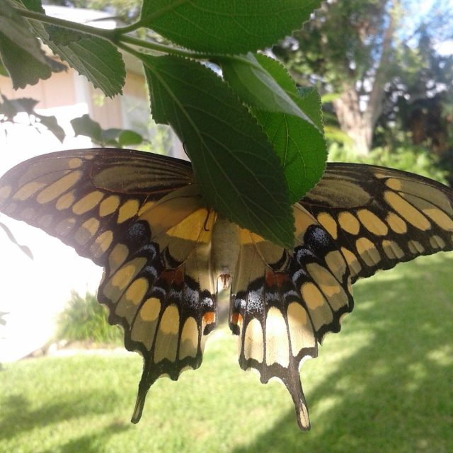 Backyard Beauty