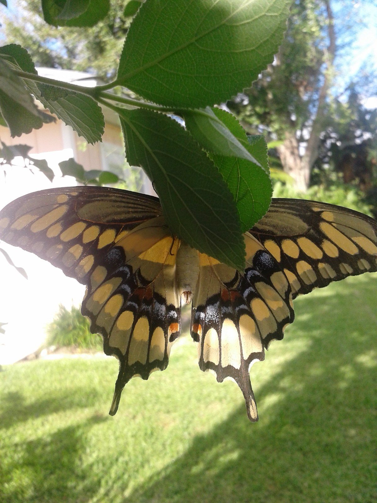 Backyard Beauty