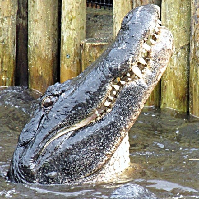 Gator Bait