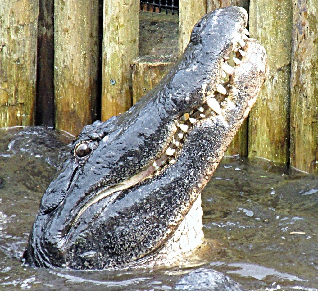 Gator Bait