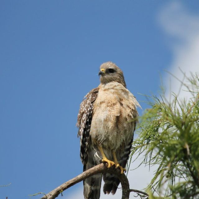 Hawk At Marsh
