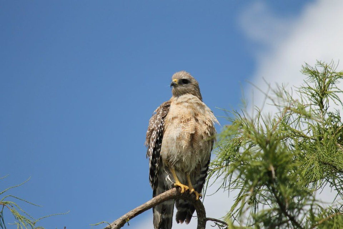 Hawk At Marsh