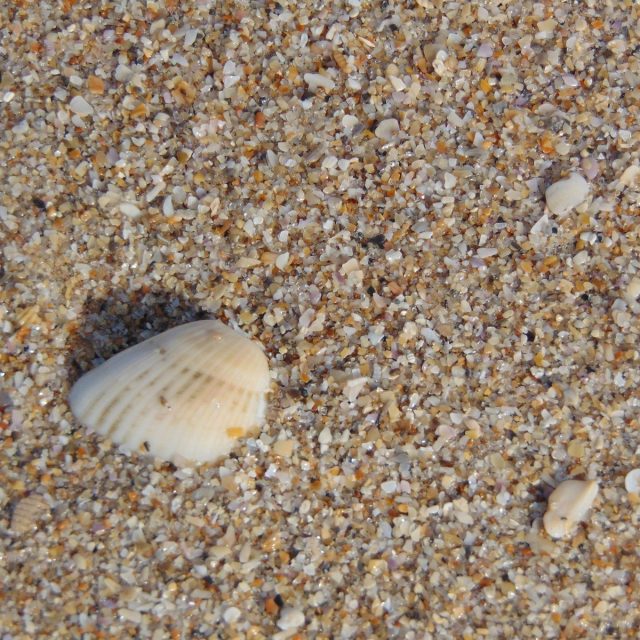 100% Vero Beach Fine Grain