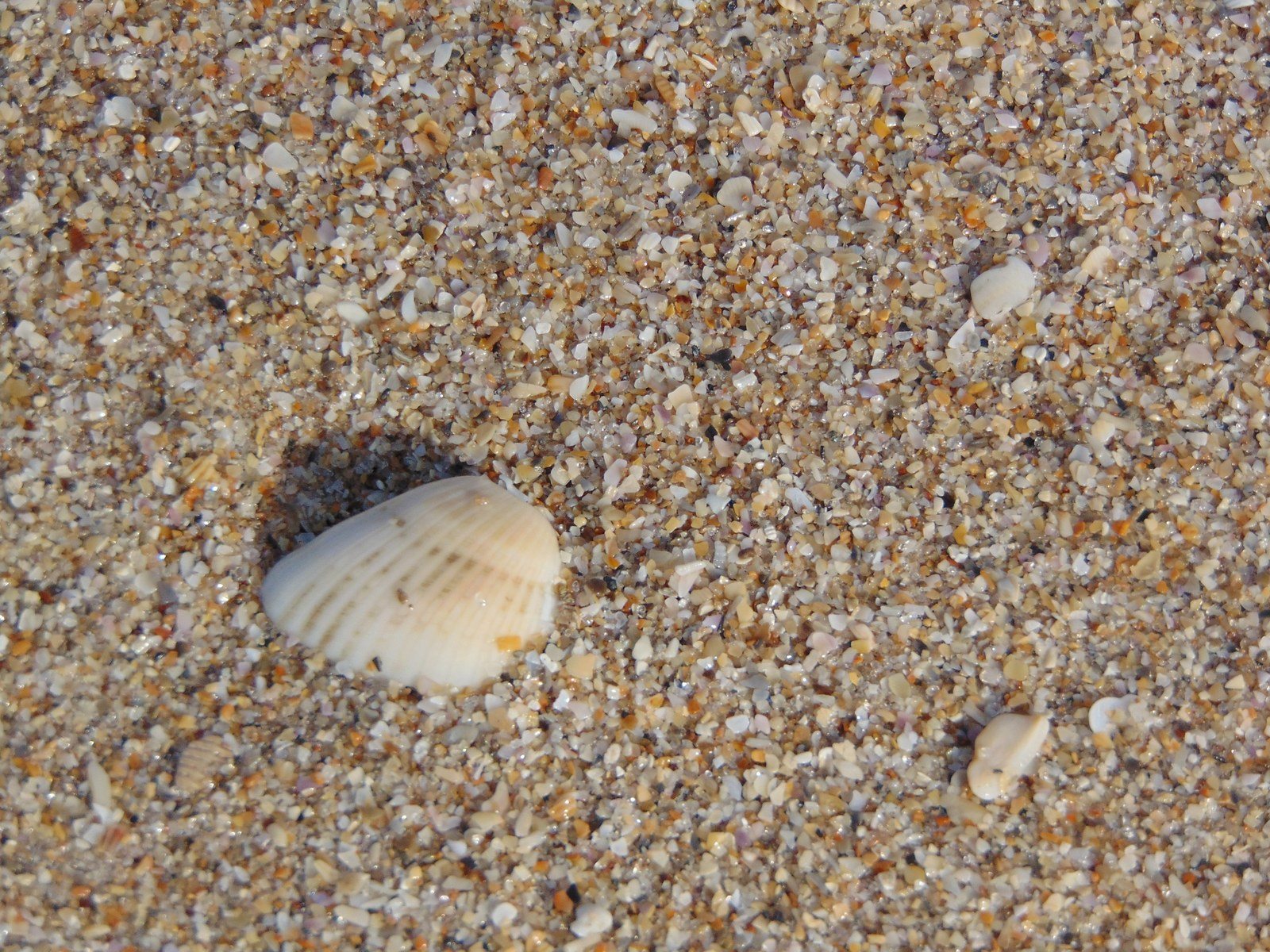 100% Vero Beach Fine Grain