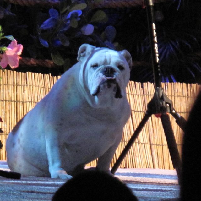 Jake Owen's Merle Enjoying The Show