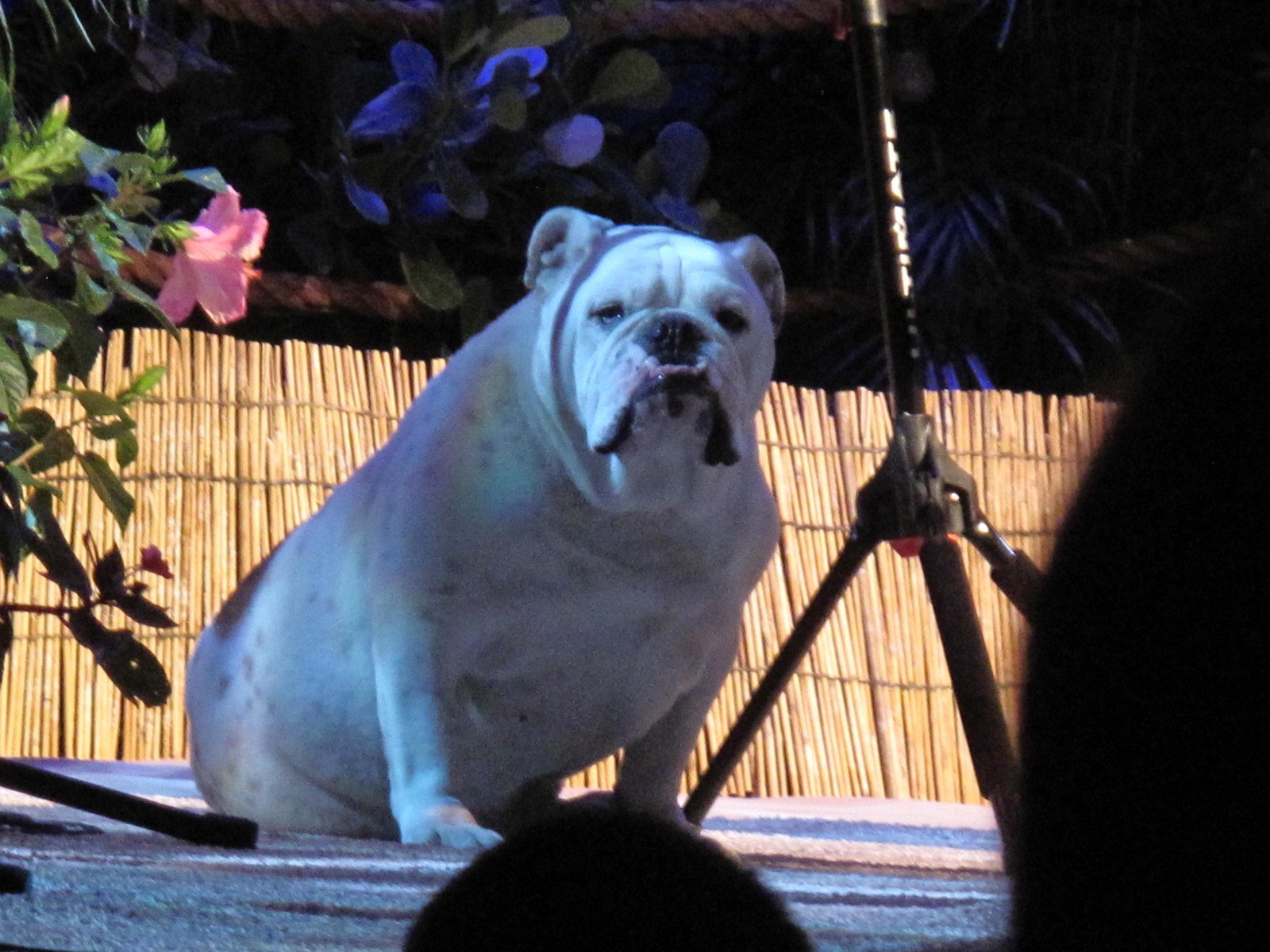 Jake Owen's Merle Enjoying The Show