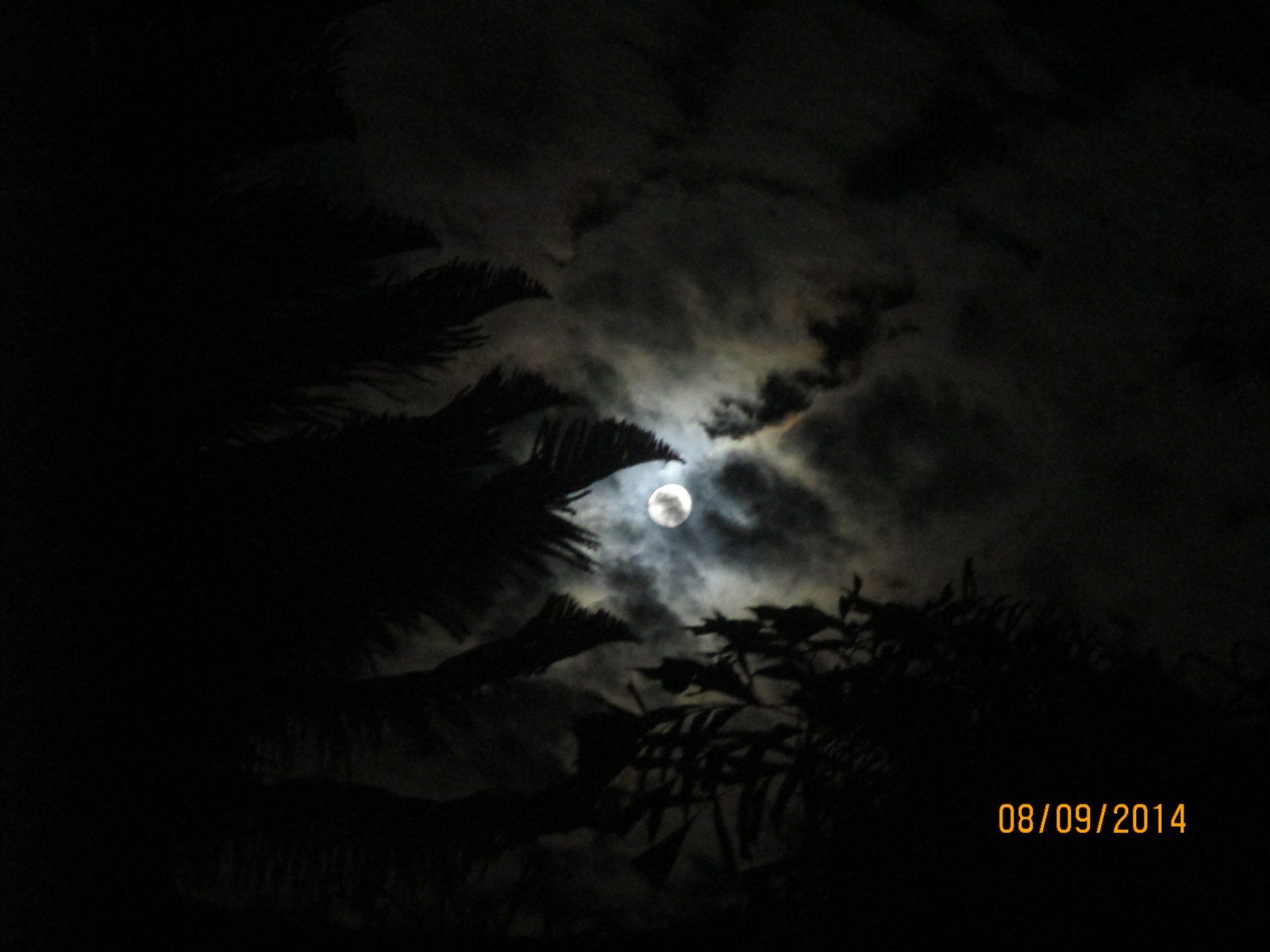 Midnight In Vero