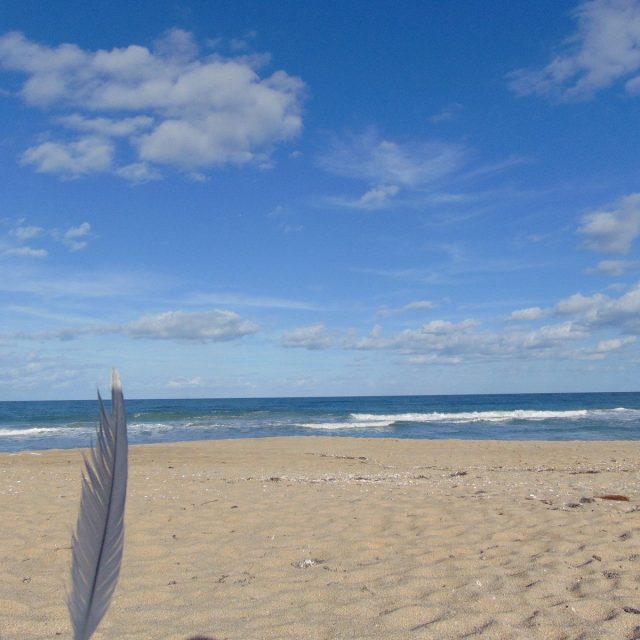 White Feathers & Blue Skies
