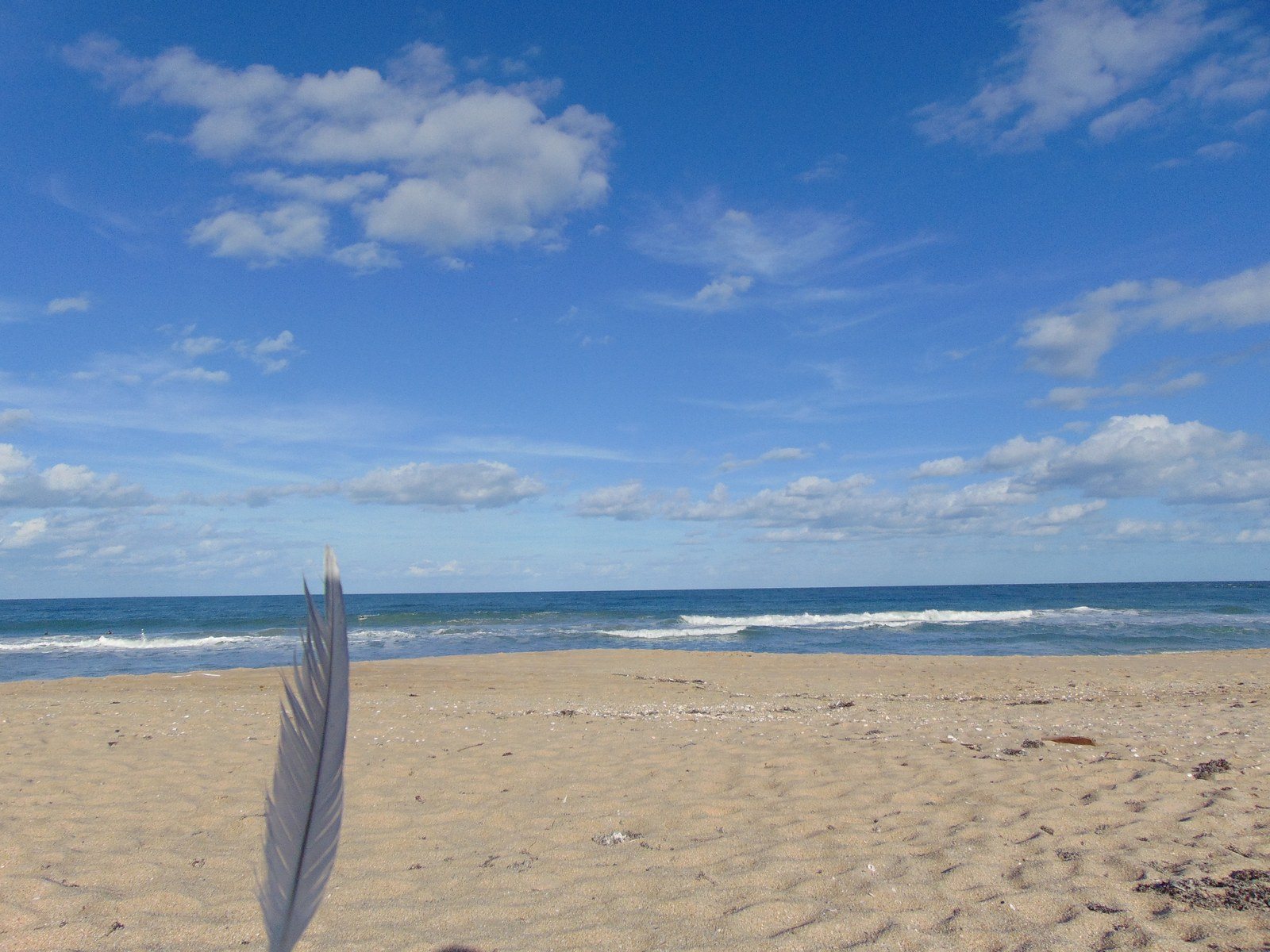 White Feathers & Blue Skies