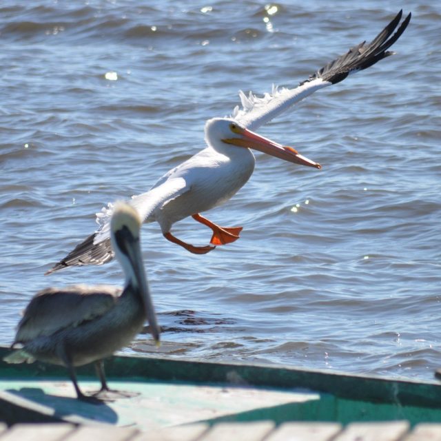 Coming In For A Landing