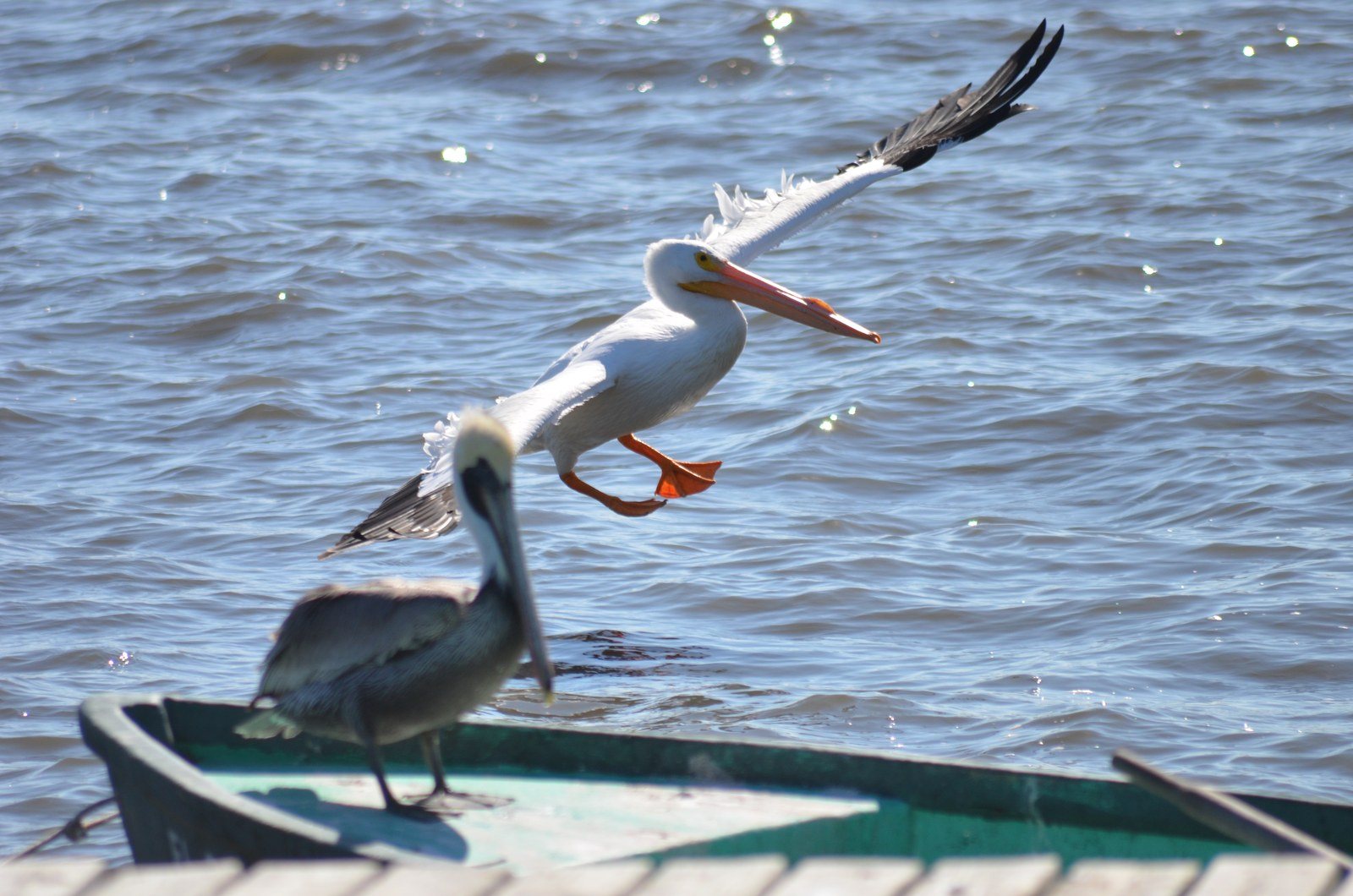 Coming In For A Landing