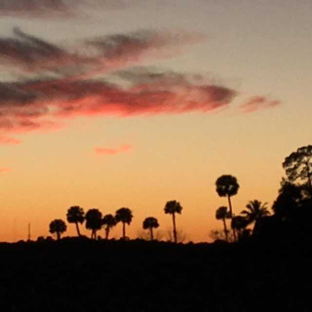 Palm Tree