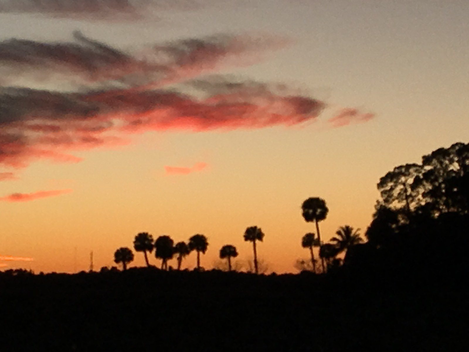 Palm Tree