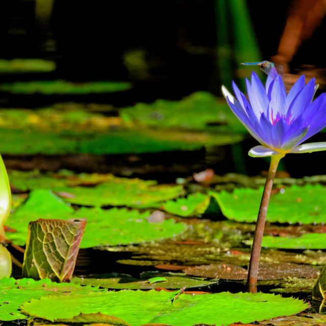 Water Lily With Dragon Fly-McKee Botanical Garden