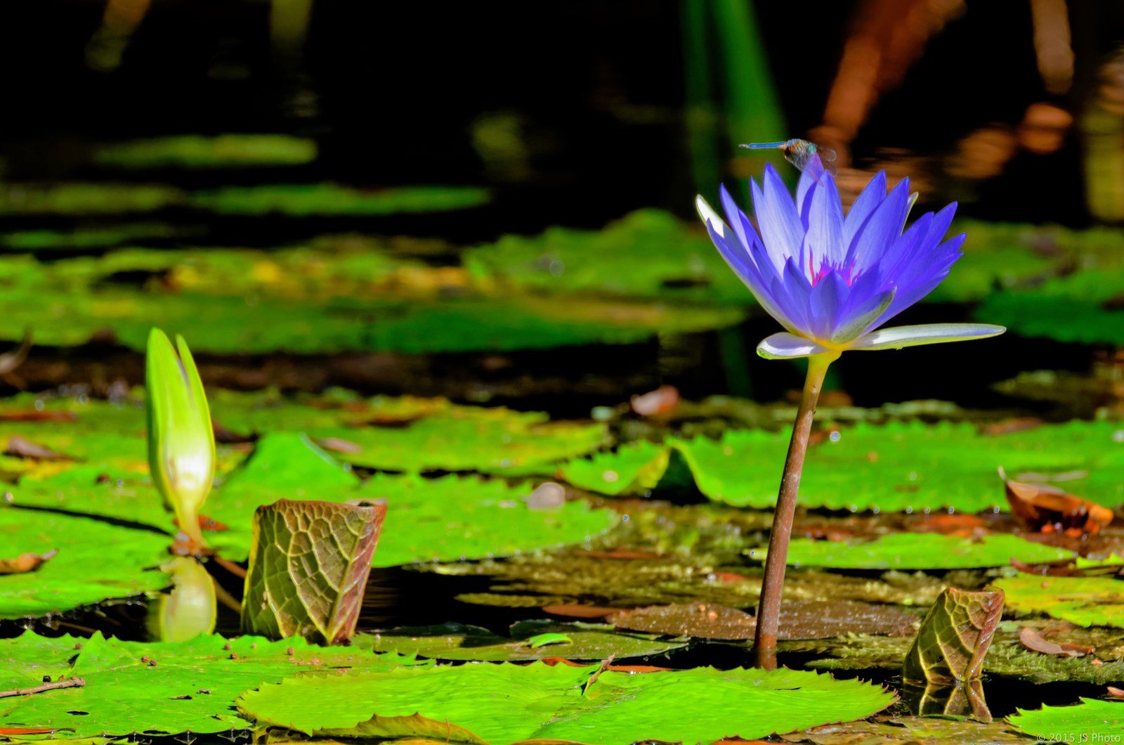 Water Lily With Dragon Fly-McKee Botanical Garden