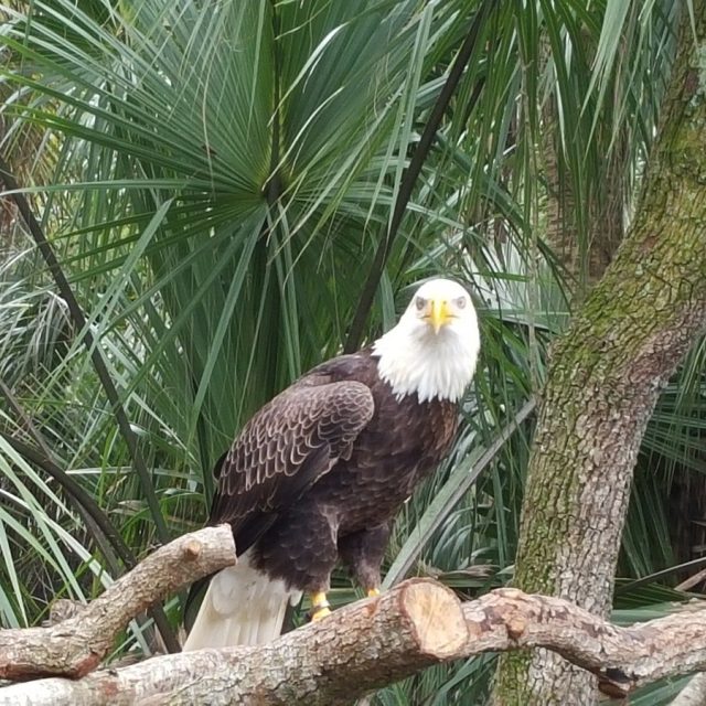Eagle At Brevard Zoo