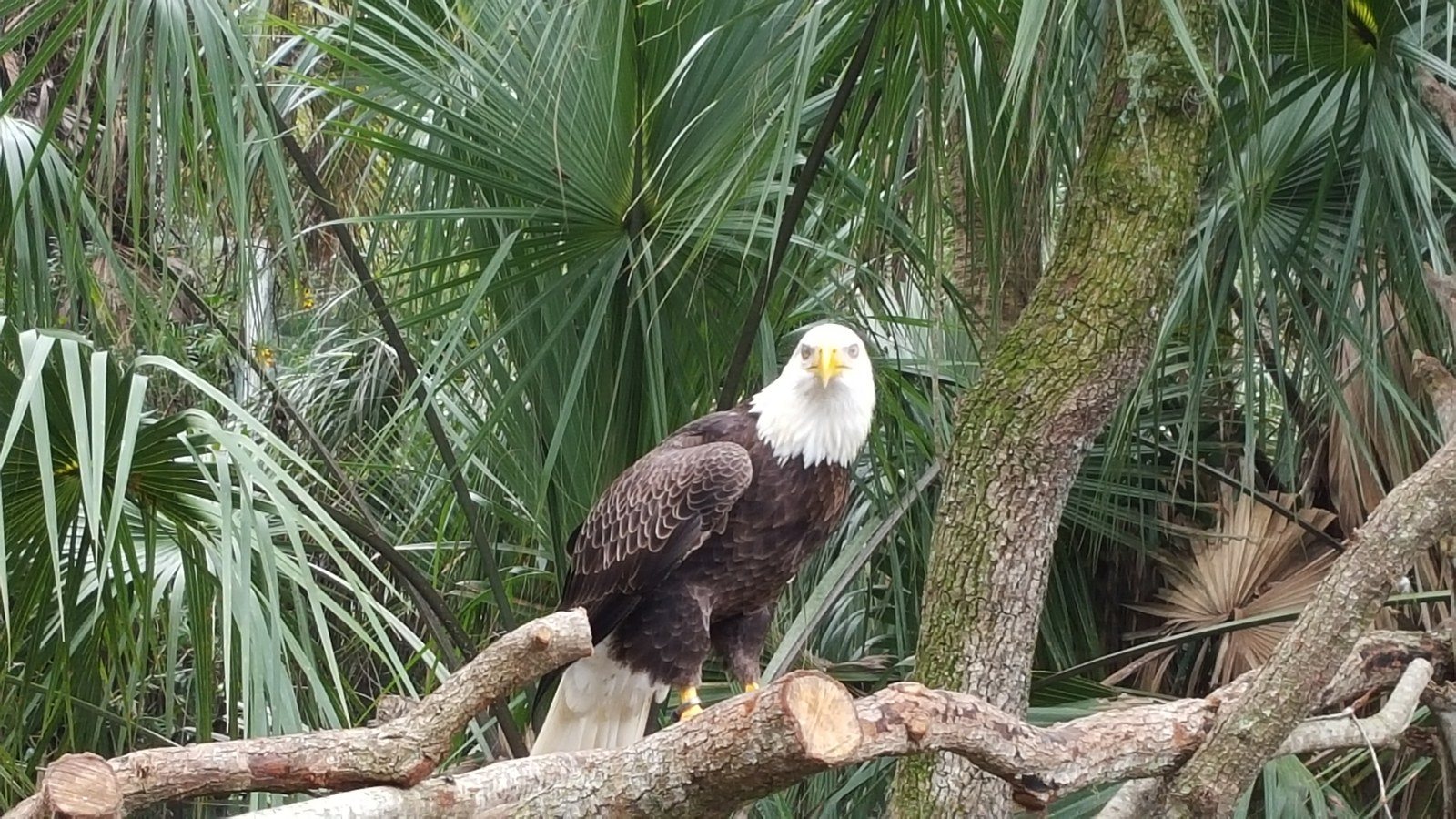 Eagle At Brevard Zoo