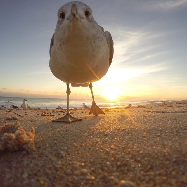 Sea Gull See You