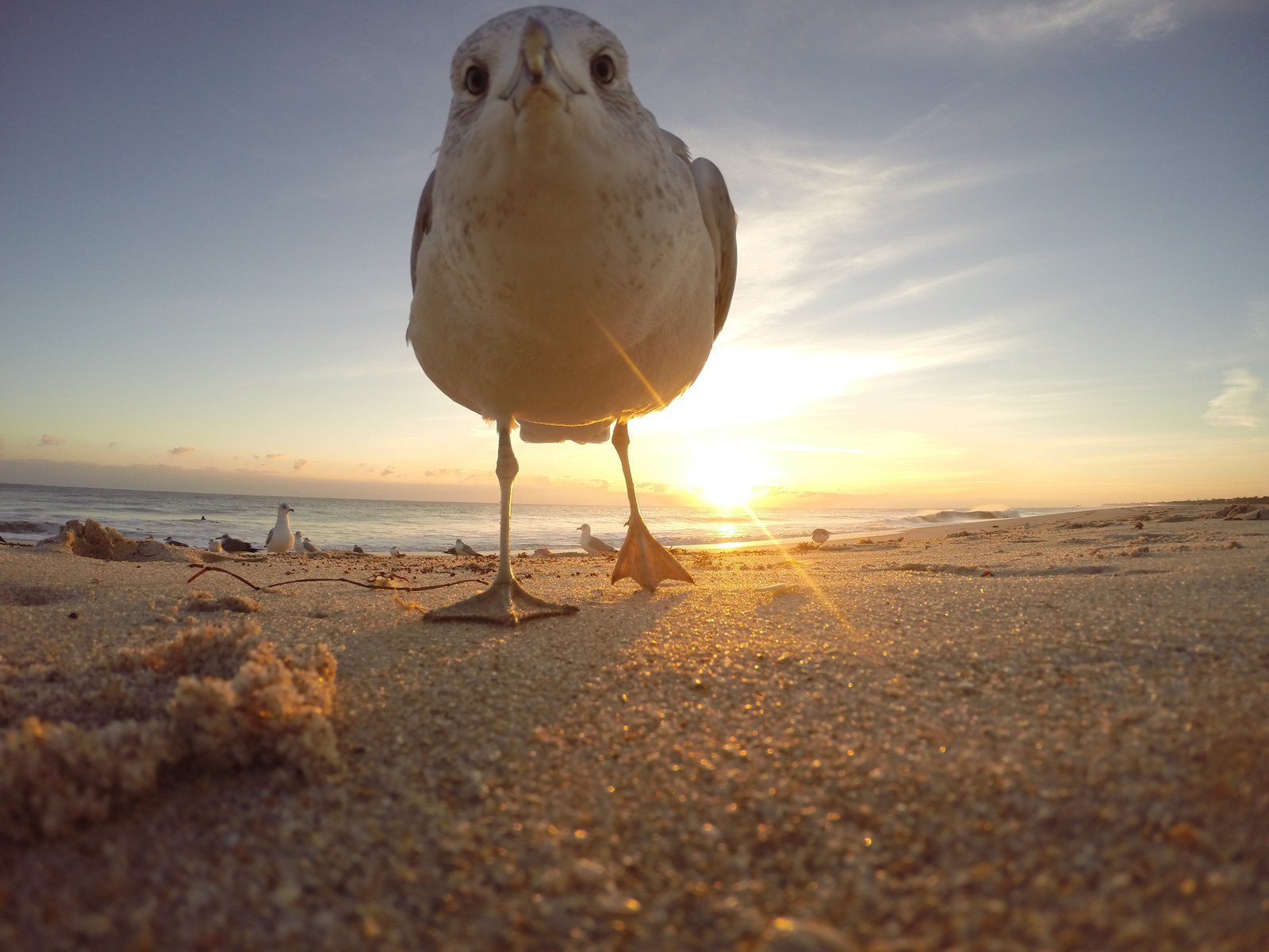 Sea Gull See You