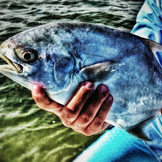 "pompano Dinner Bell"