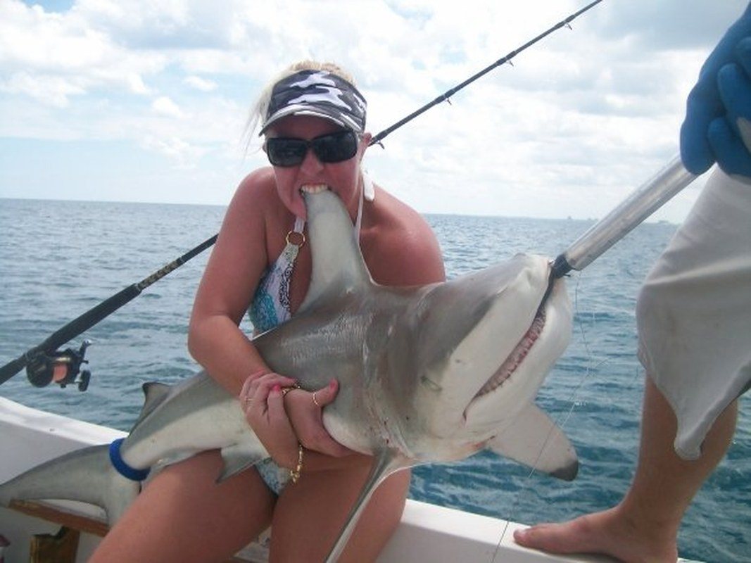 Shark Bite