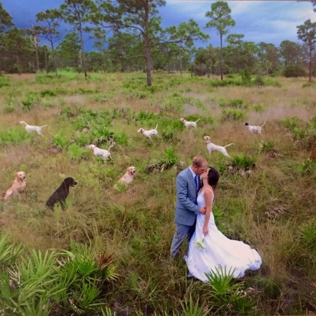 "On Point" Quail, Bird Dogs And Two People Kissing. Totally Normal.