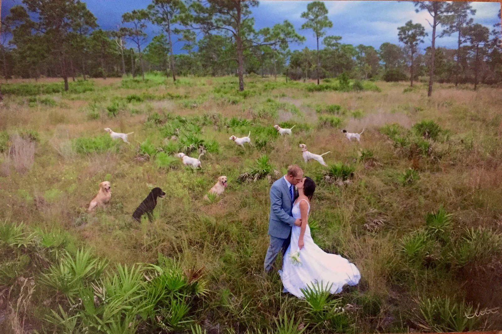 "On Point" Quail, Bird Dogs And Two People Kissing. Totally Normal.