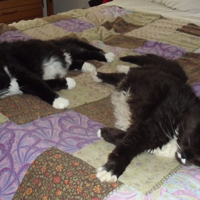 Foo And Manchoo Taking A Siesta