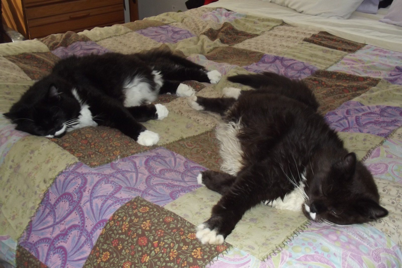 Foo And Manchoo Taking A Siesta