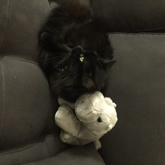 Keke Loves His Hippo