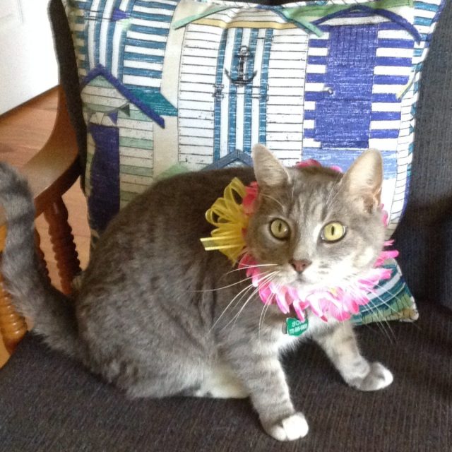 I'm Ready To Go To HAWAII
