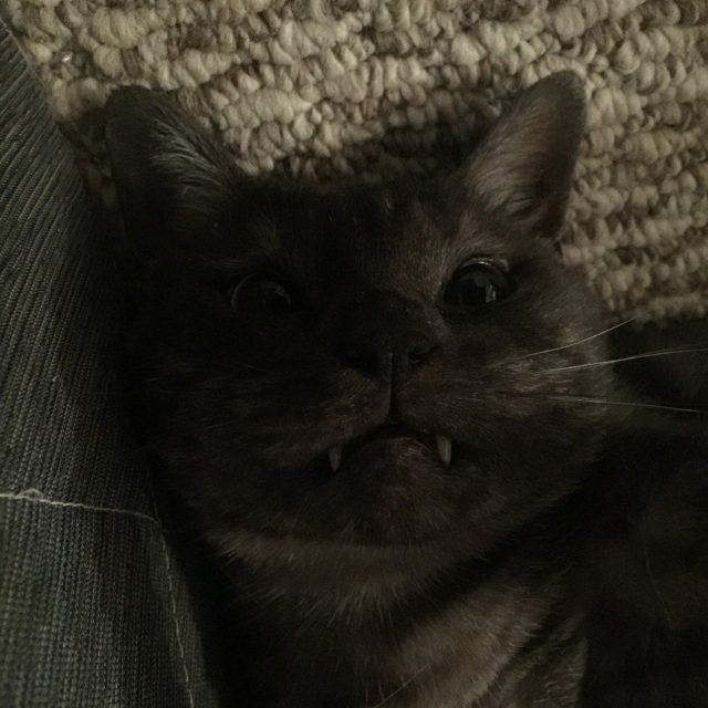 Vampire Kitty