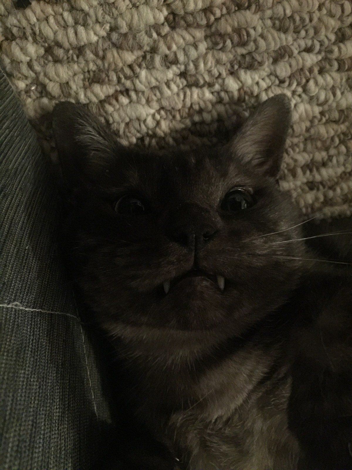 Vampire Kitty