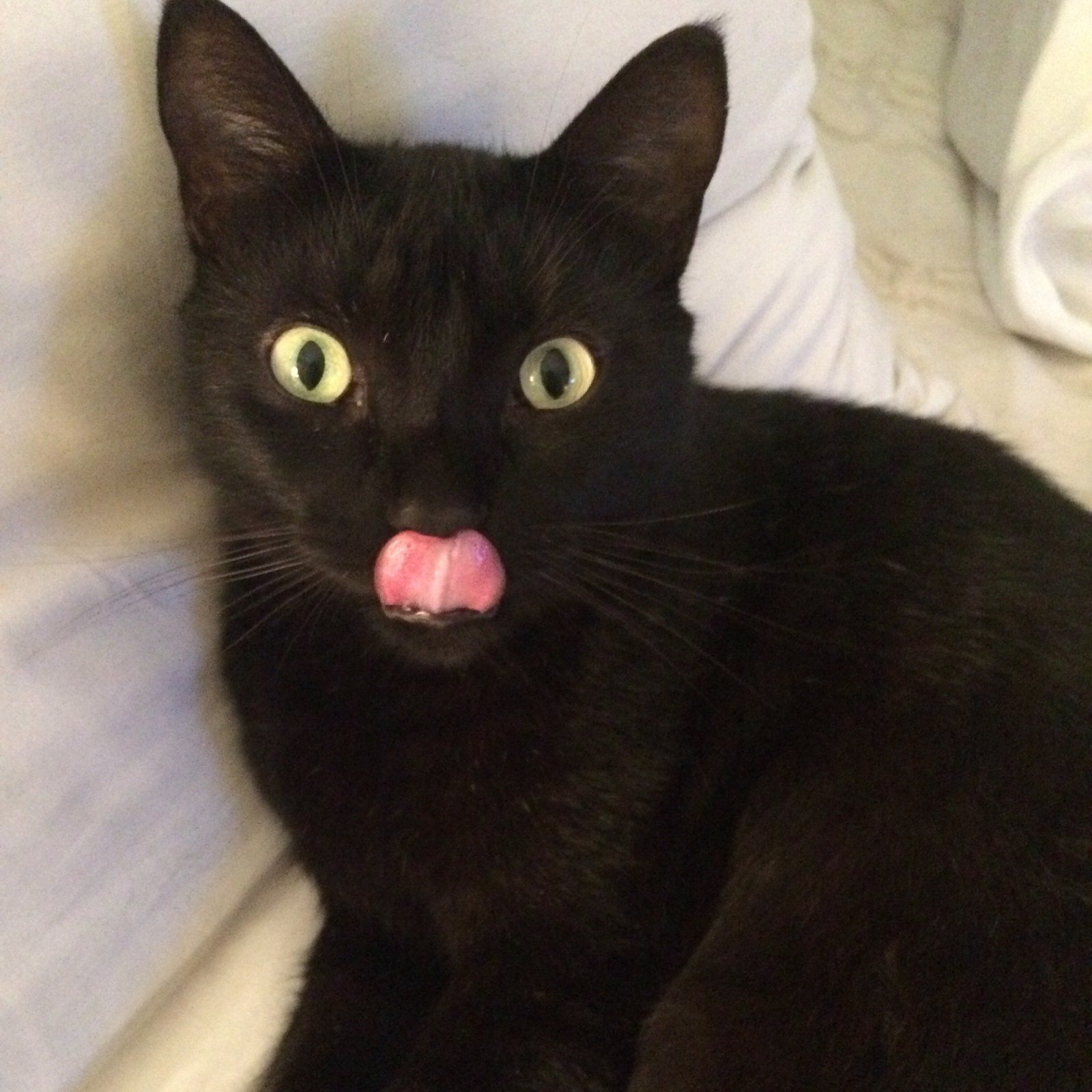 Kitty Kisses For You!