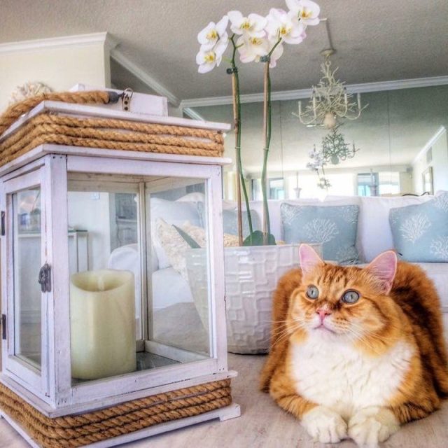 Chic Kitty