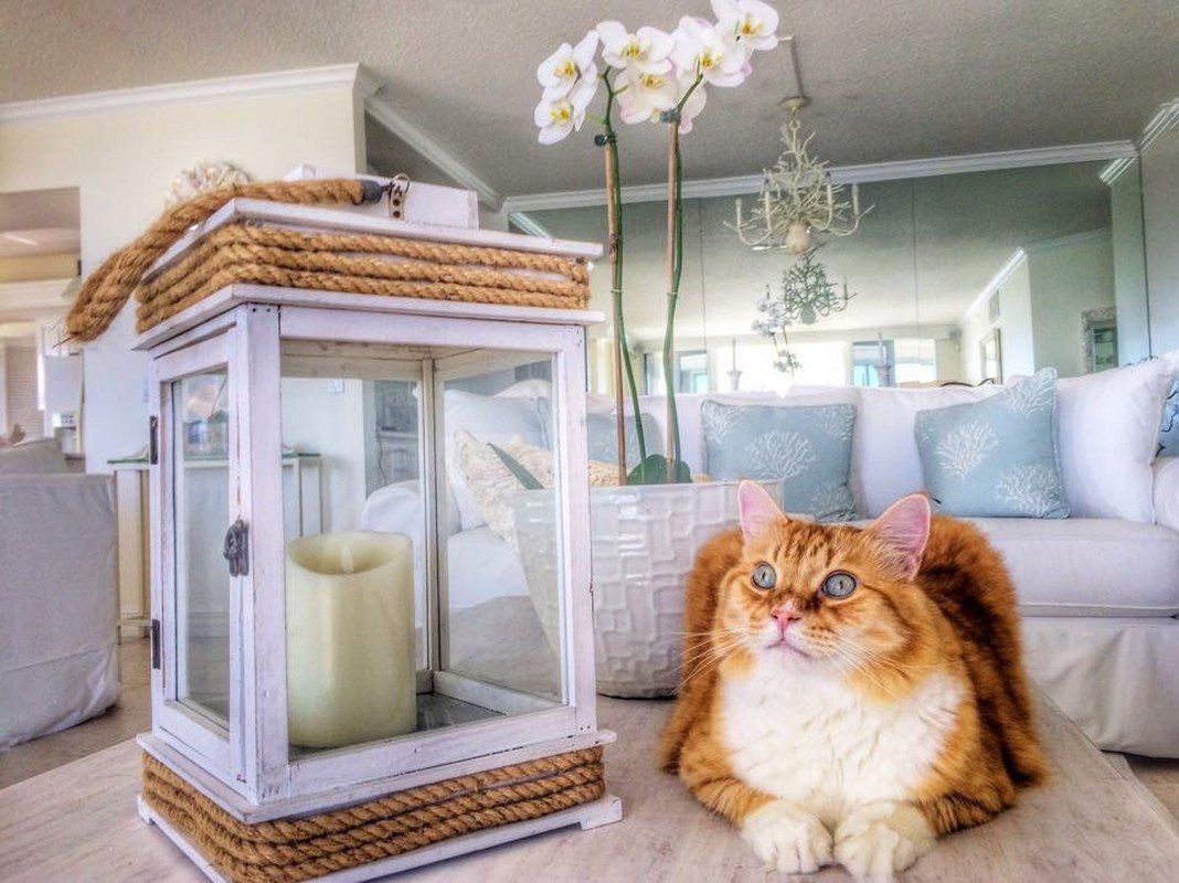 Chic Kitty