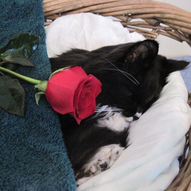 Miss Bootie's Viewing --Rest In Peace My Little Angel.