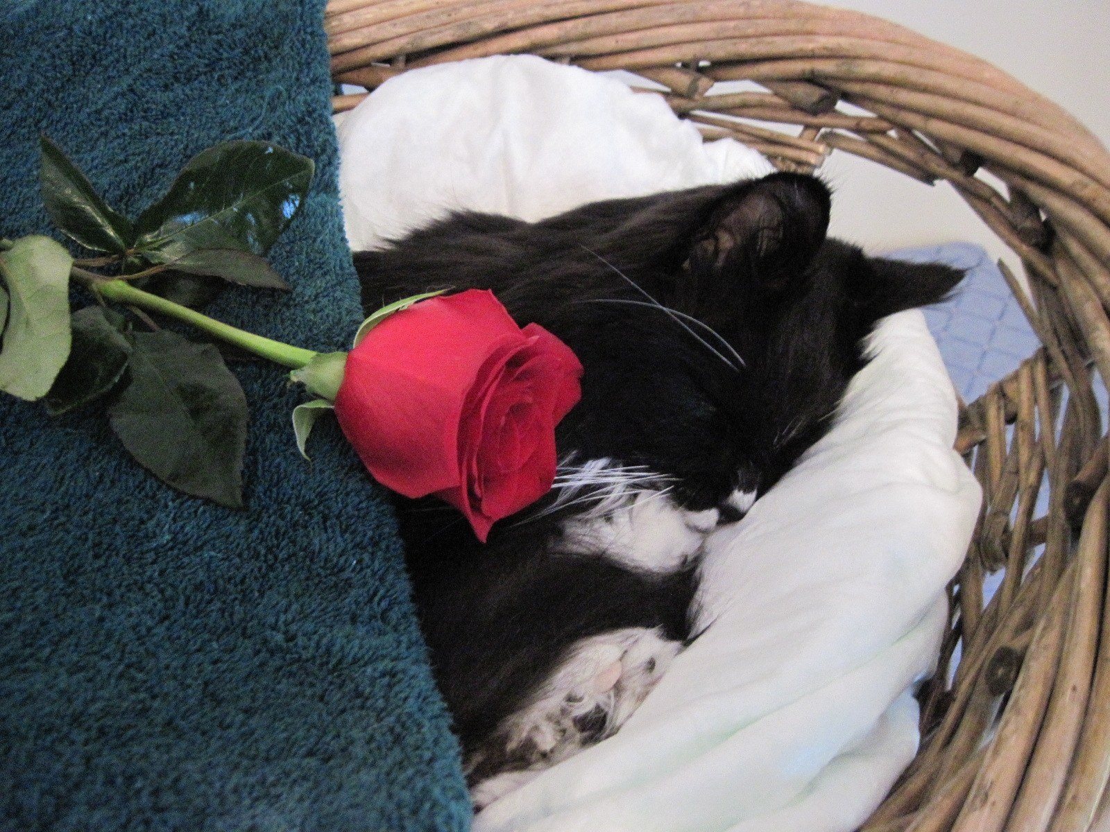 Miss Bootie's Viewing --Rest In Peace My Little Angel.