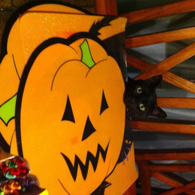 Trick Or Treat