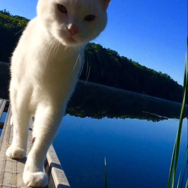 Bear's Vacation At The Lake