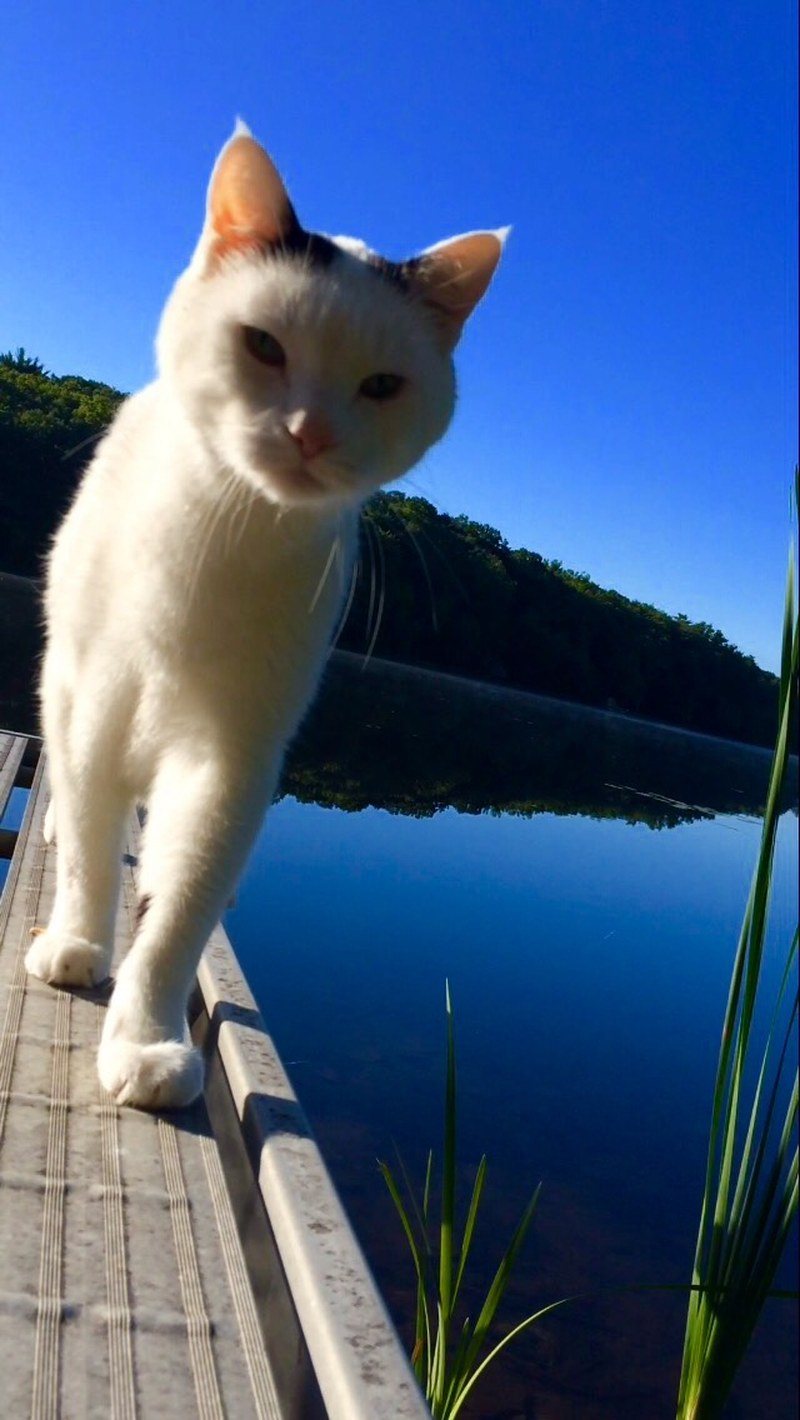 Bear's Vacation At The Lake