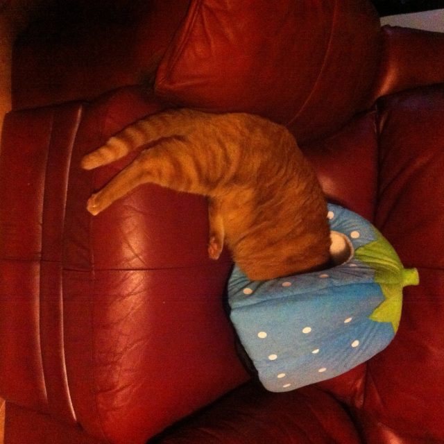 They'll Never Find Me Here