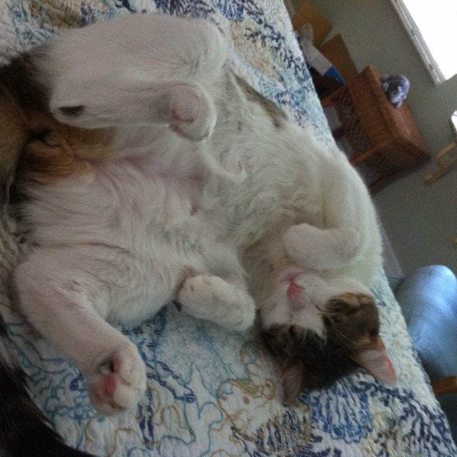 My Favorite Sleeping Position!