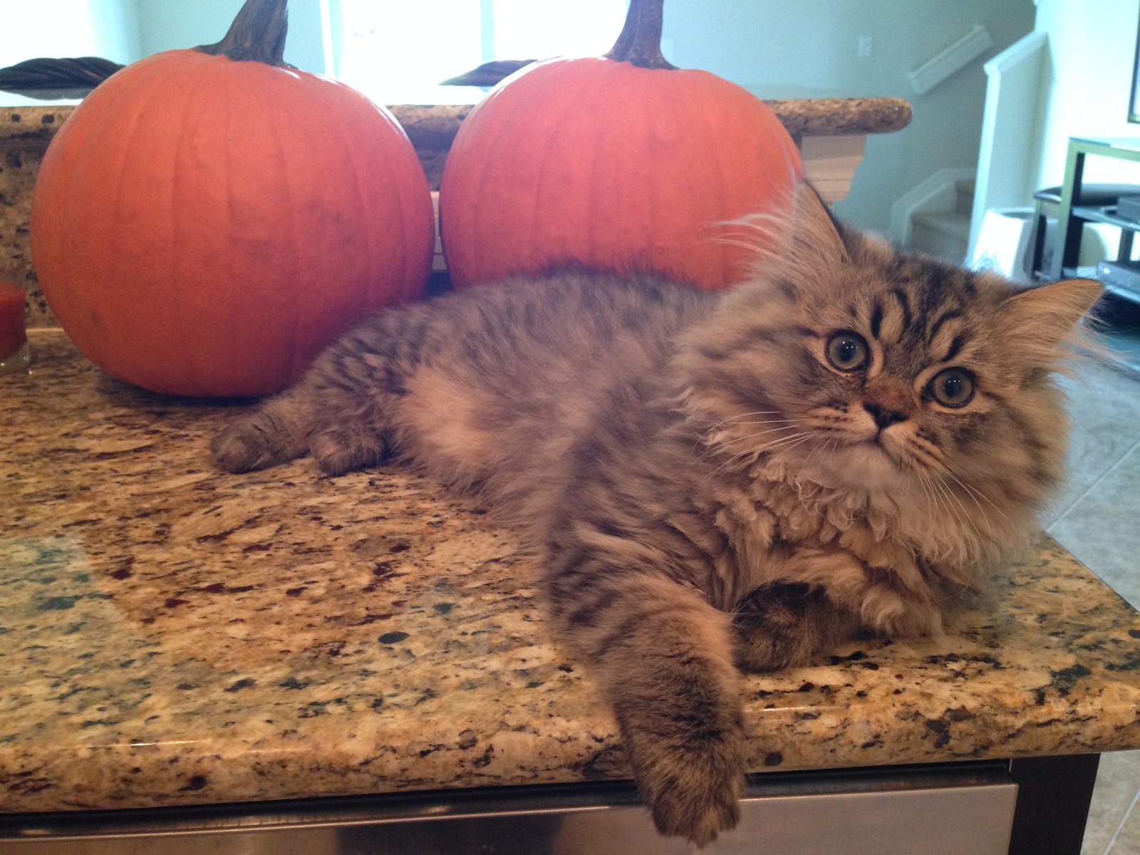 Hi I'm Gizmo , I Love Halloween !