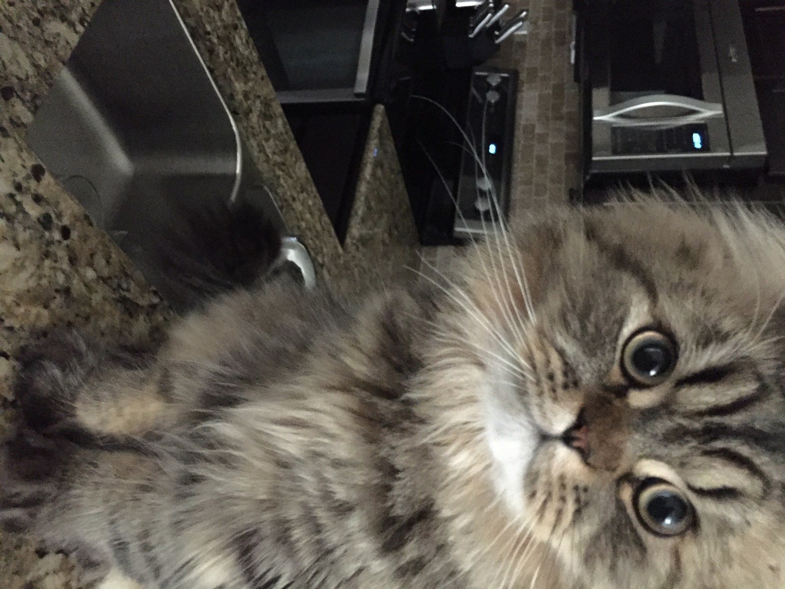 Hi I'm Gizmo, Vote For Me ! Thank You !